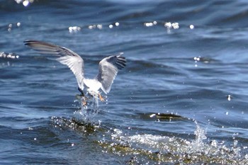 コアジサシ 京浜島 2022年7月24日(日)