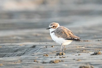 シロチドリ ふなばし三番瀬海浜公園 2022年10月2日(日)