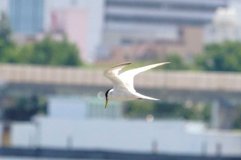 コアジサシ 京浜島 2022年7月28日(木)