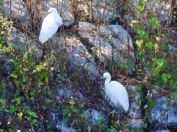 Little Egret 波志江沼環境ふれあい公園 Sun, 10/2/2022