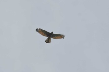 Grey-faced Buzzard 禄剛崎 Wed, 9/7/2022