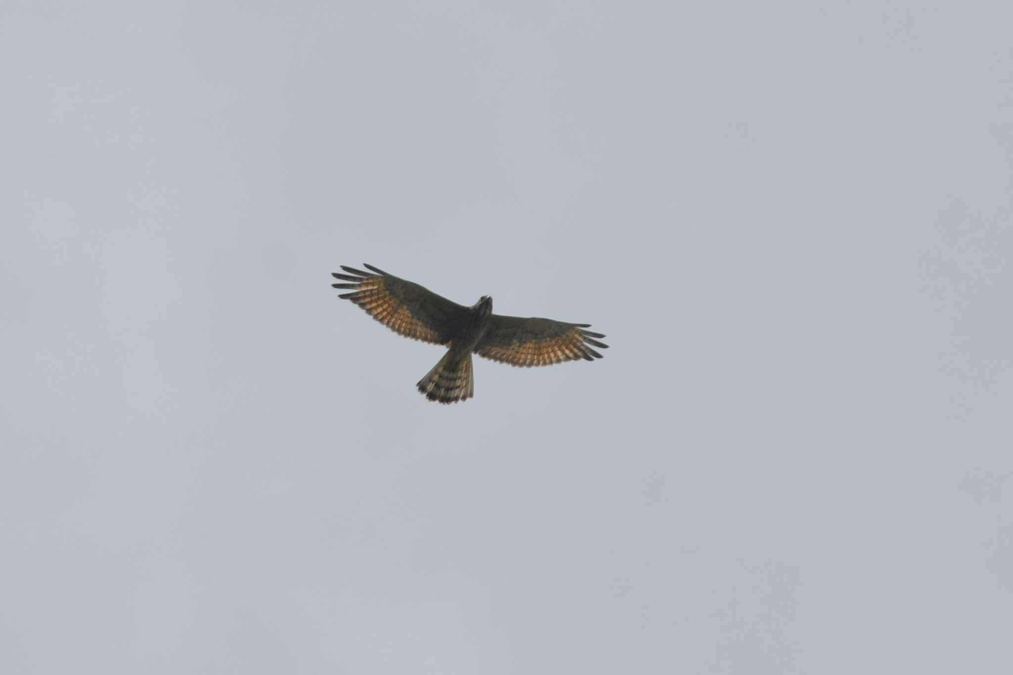 Grey-faced Buzzard