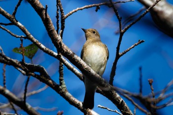 Narcissus Flycatcher 宗像市 Wed, 10/5/2022