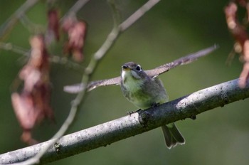 Asian Brown Flycatcher 杭瀬川スポーツ公園 Tue, 9/27/2022