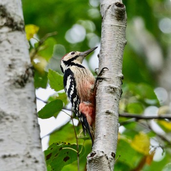 White-backed Woodpecker Nishioka Park Wed, 10/5/2022