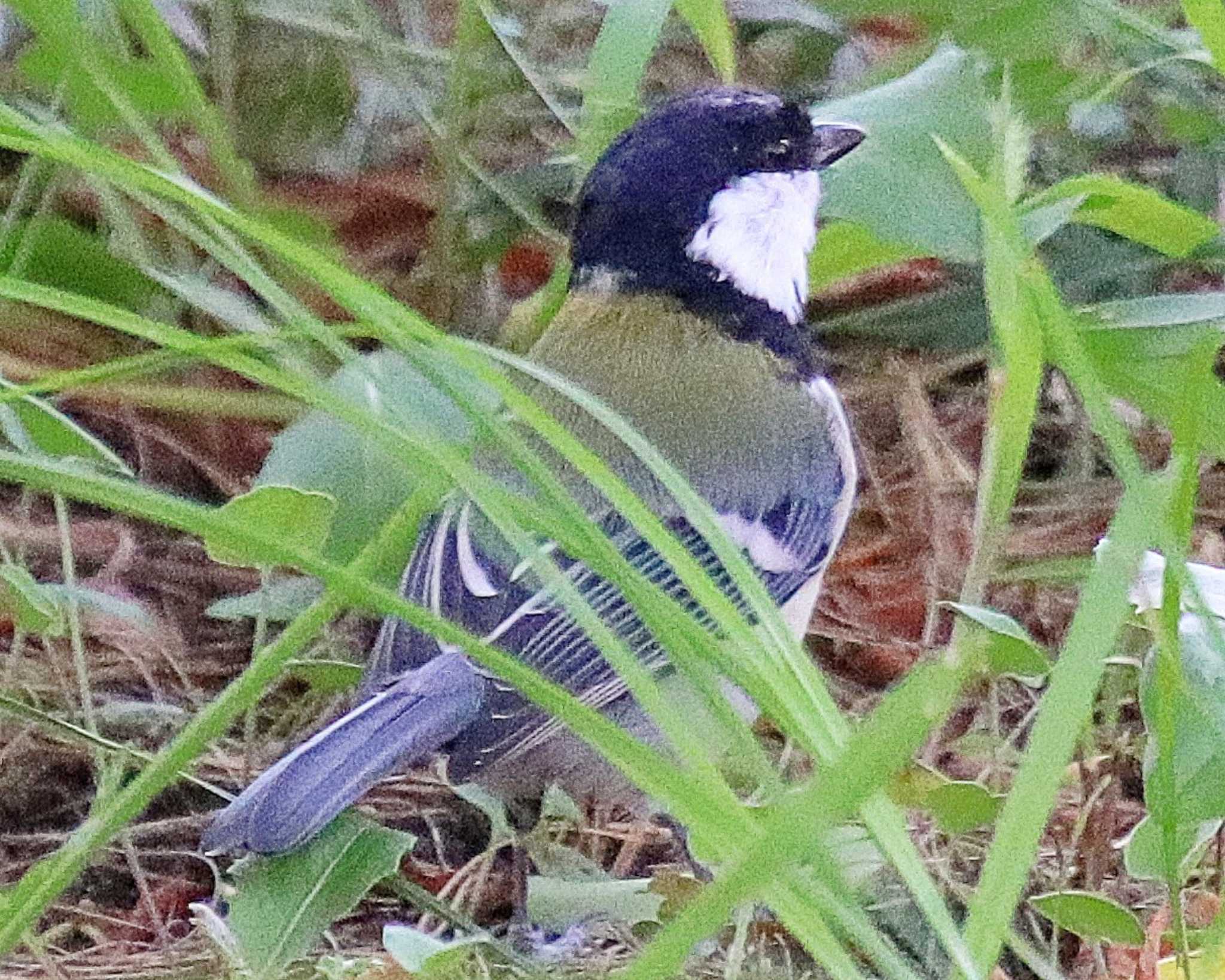 シジュウカラ