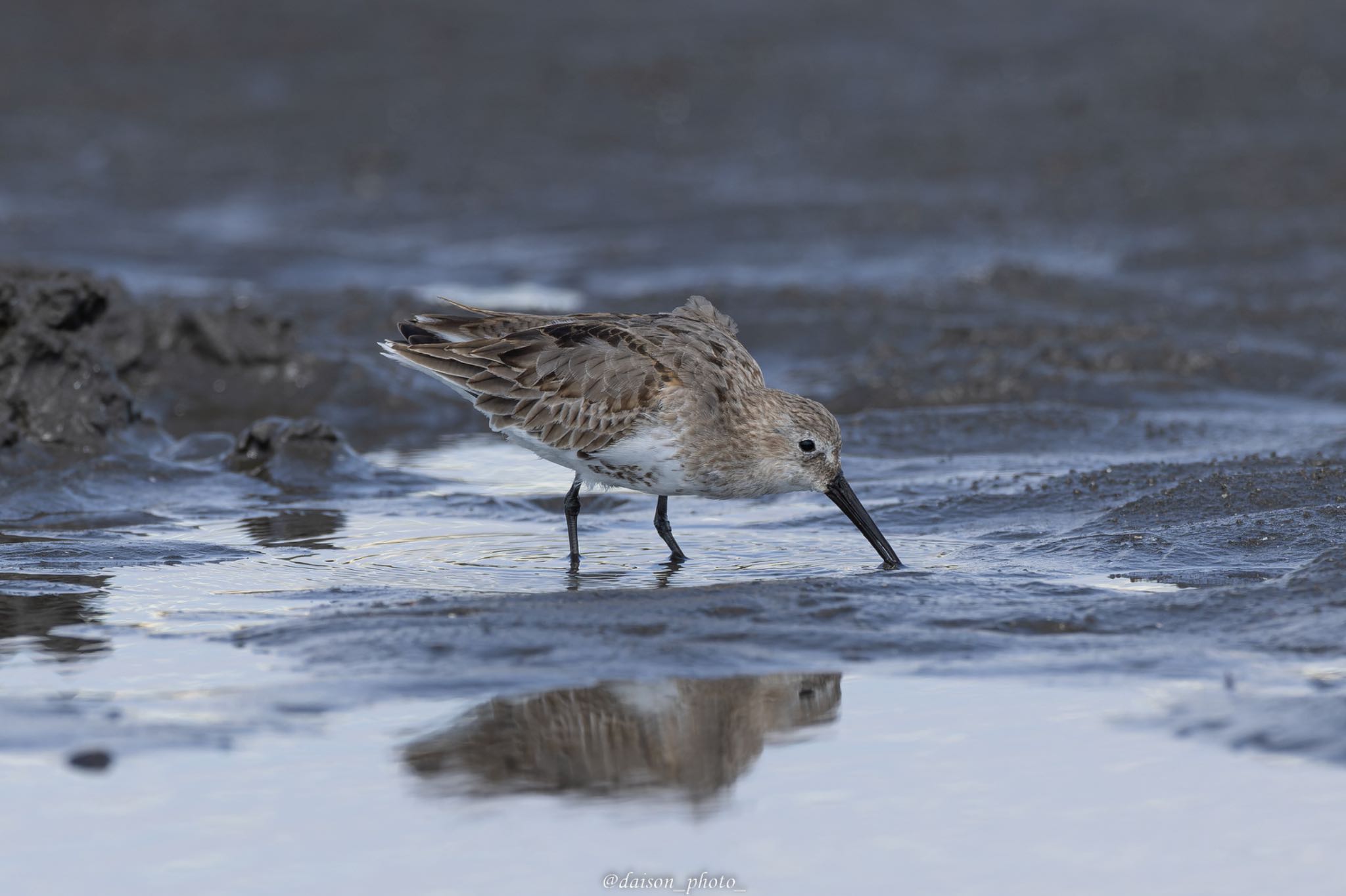 Photo of Dunlin at Sambanze Tideland by Daison