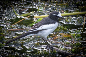 Japanese Wagtail 静岡県 Wed, 10/5/2022