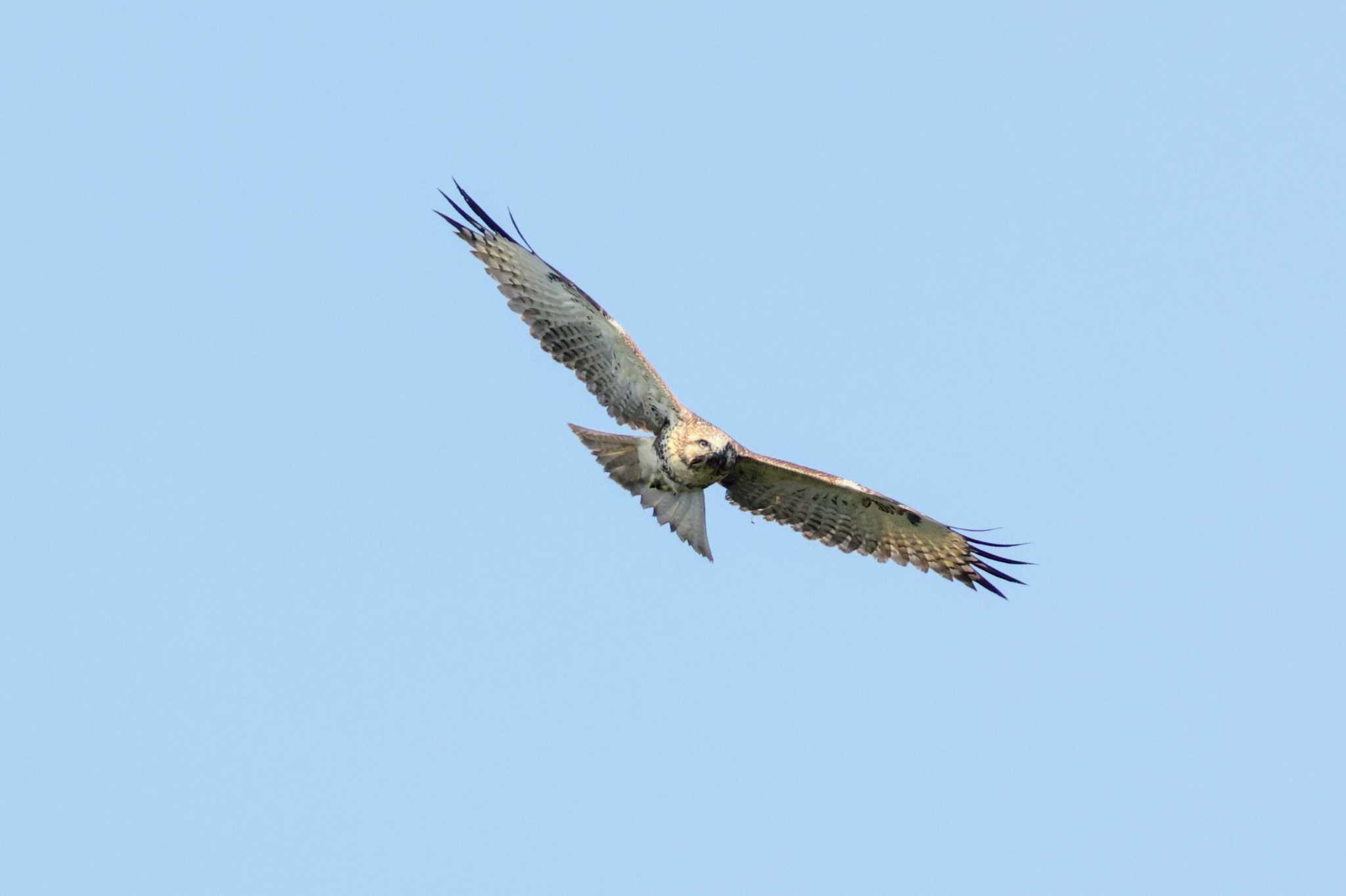 伊良湖岬 ノスリの写真 by トビトチヌ