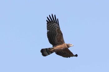 ハチクマ 伊良湖岬 2022年10月1日(土)