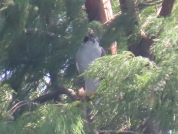 Eurasian Goshawk Mizumoto Park Tue, 10/4/2022