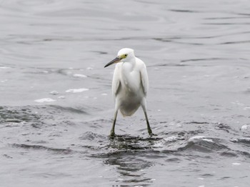 2022年9月15日(木) お台場海浜公園の野鳥観察記録