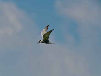 Whiskered Tern 加古大池 Sat, 10/1/2022