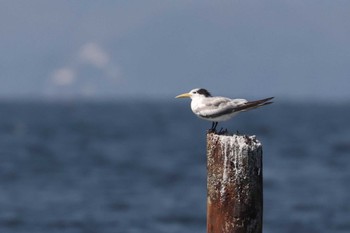 オオアジサシ 馬草海岸 2022年10月1日(土)