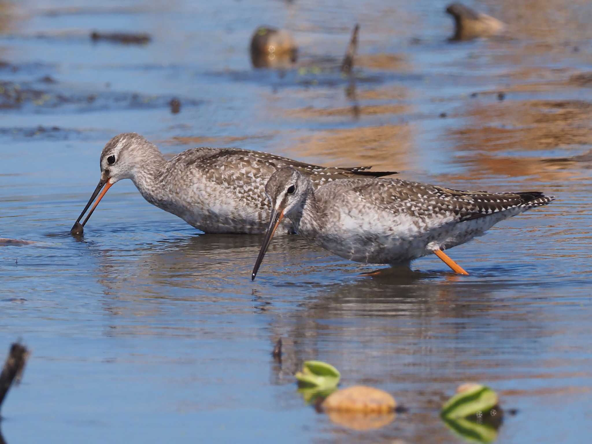 Spotted Redshank