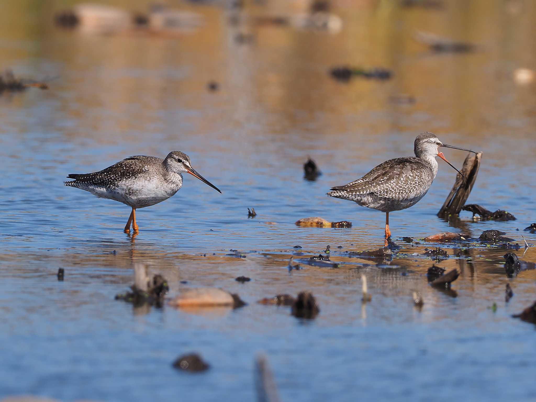 Spotted Redshank