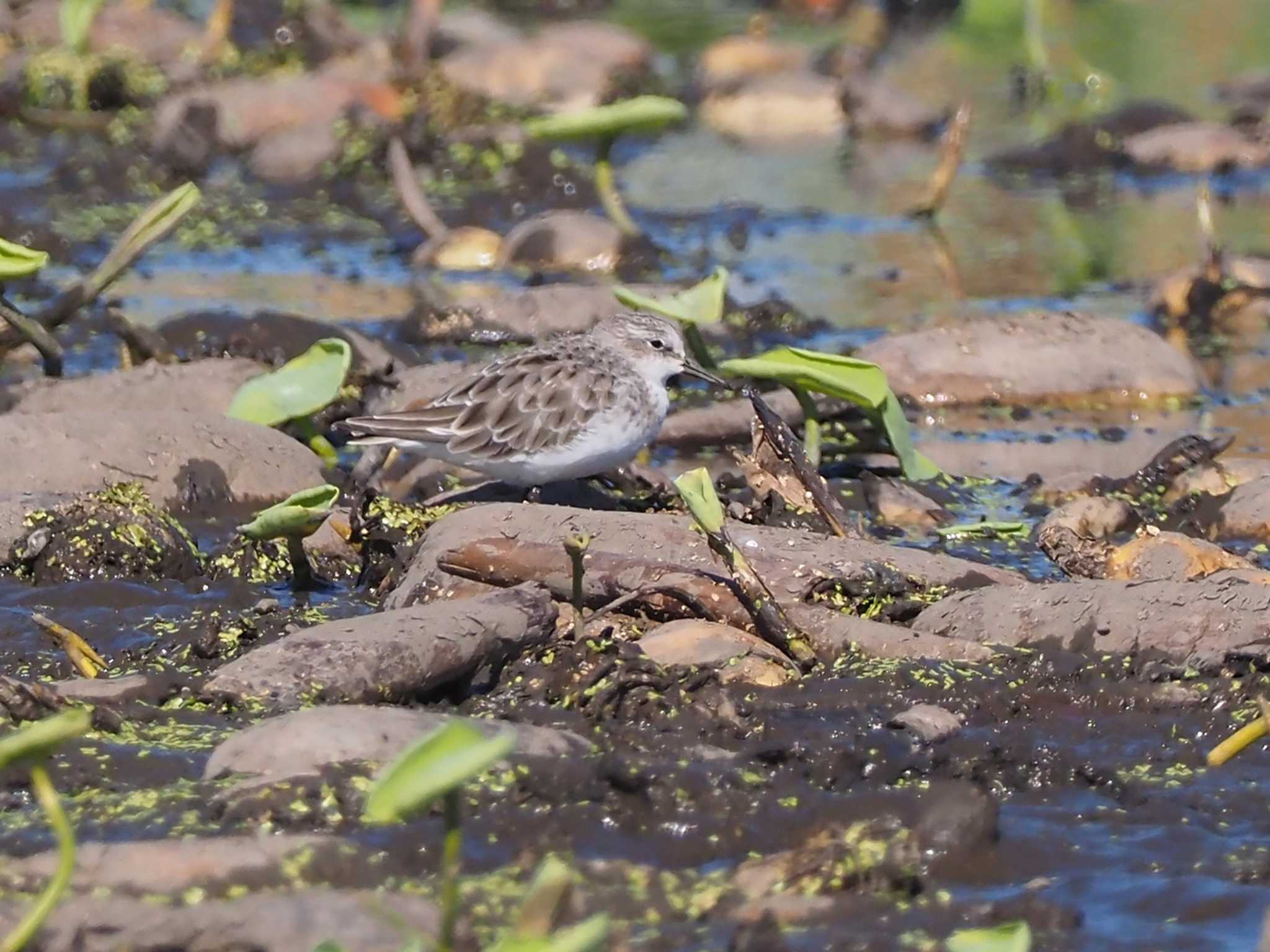 Temminck's Stint