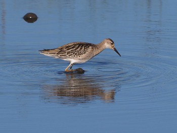 Ruff Inashiki Sat, 10/1/2022