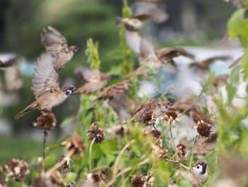 2022年10月3日(月) 葛西臨海公園の野鳥観察記録