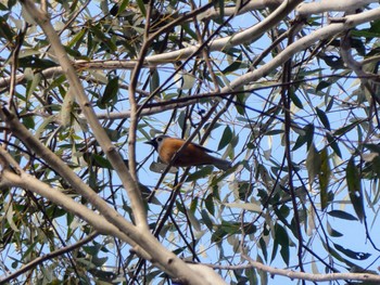 カオグロカササギビタキ Lane Cove National Park, NSW, Australia 2022年10月2日(日)