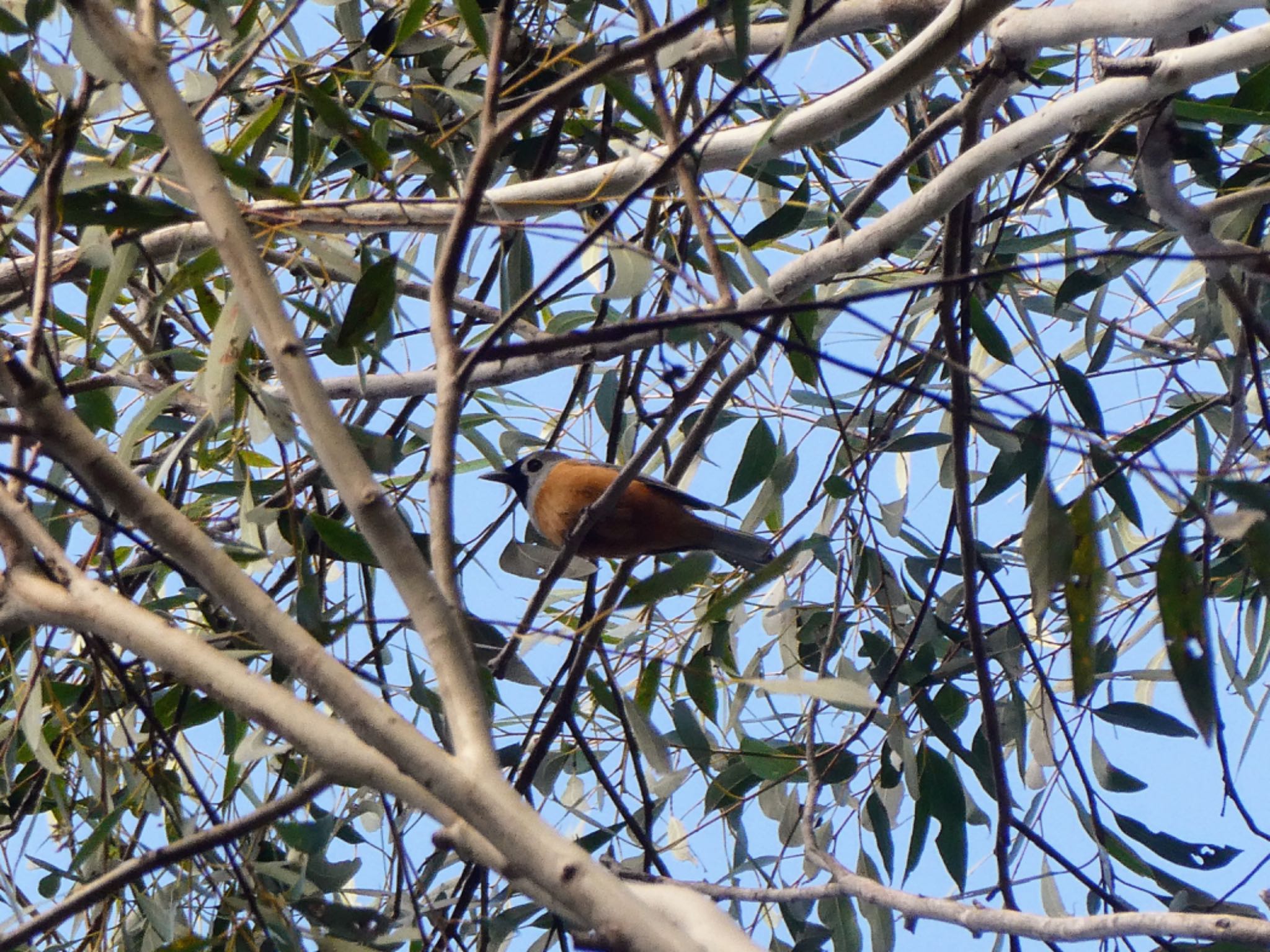 Lane Cove National Park, NSW, Australia カオグロカササギビタキの写真 by Maki