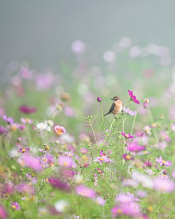 Amur Stonechat 長野県 Mon, 9/26/2022