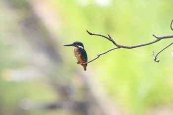 カワセミ 夙川河川敷緑地(夙川公園) 2022年8月14日(日)