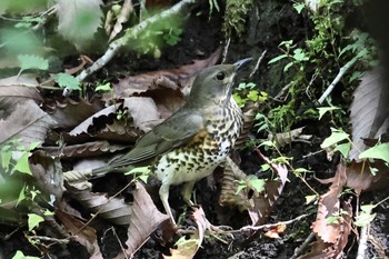 Japanese Thrush Unknown Spots Tue, 10/4/2022