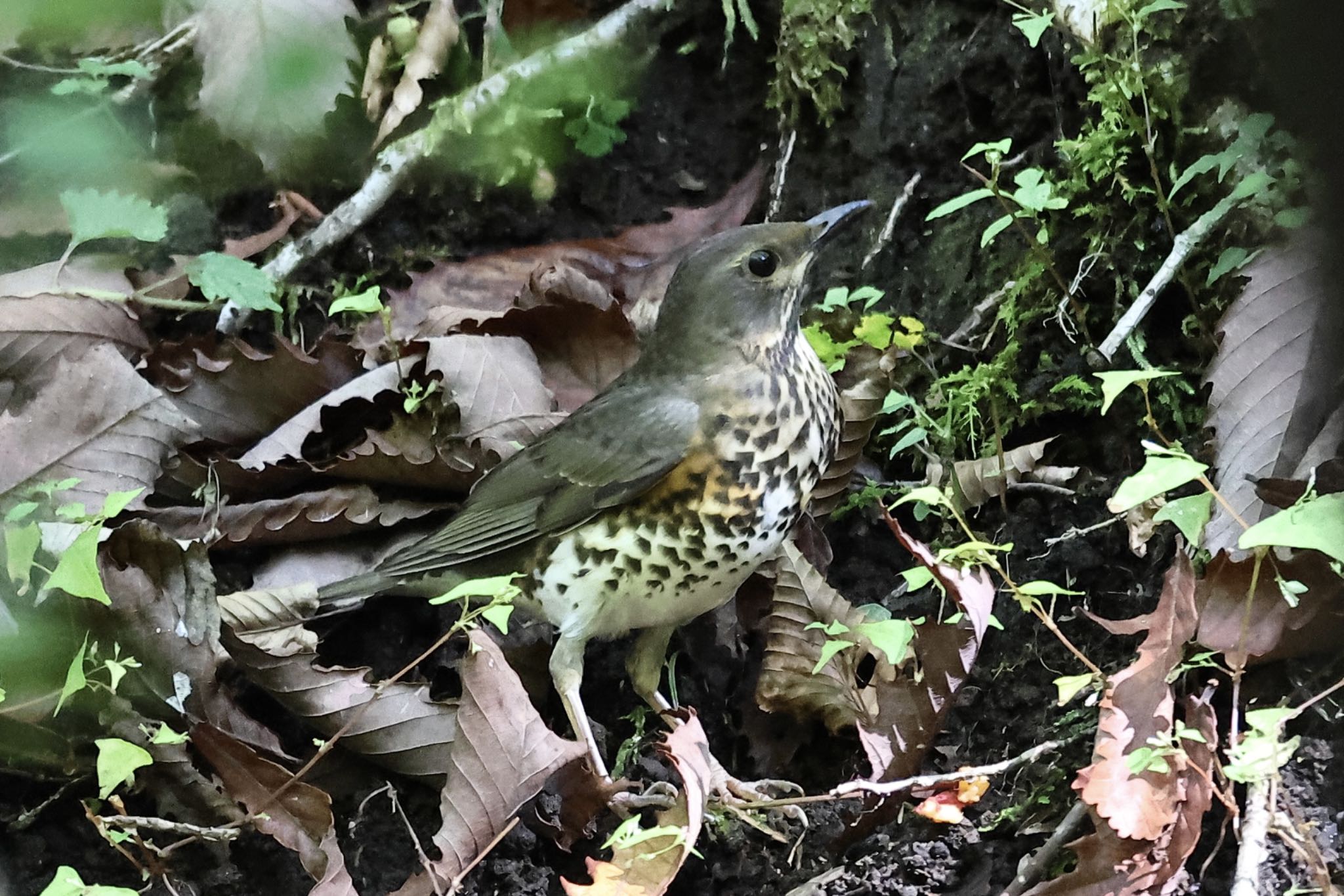 Photo of Japanese Thrush at  by ささりん