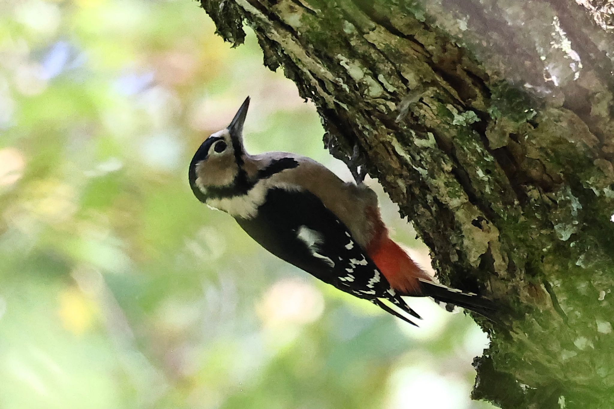 Photo of Great Spotted Woodpecker at  by ささりん