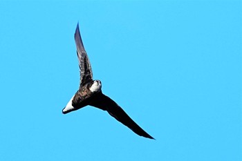 White-throated Needletail Shirakaba-touge Sun, 9/25/2022