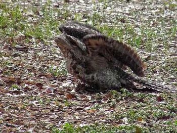 Papuan Frogmouth