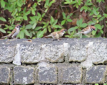 2022年6月3日(金) 大仙公園の野鳥観察記録