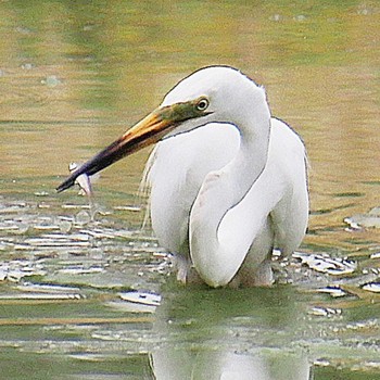 2022年6月11日(土) 大仙陵古墳の野鳥観察記録