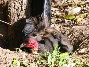 ヤブツカツクリ Lane Cove National Park, NSW, Australia 2022年10月2日(日)