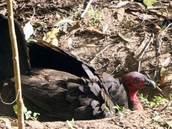 Australian Brushturkey Lane Cove National Park, NSW, Australia Sun, 10/2/2022