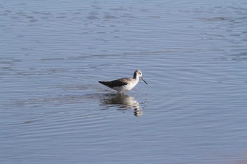 2016年12月24日(土) 五主海岸の野鳥観察記録