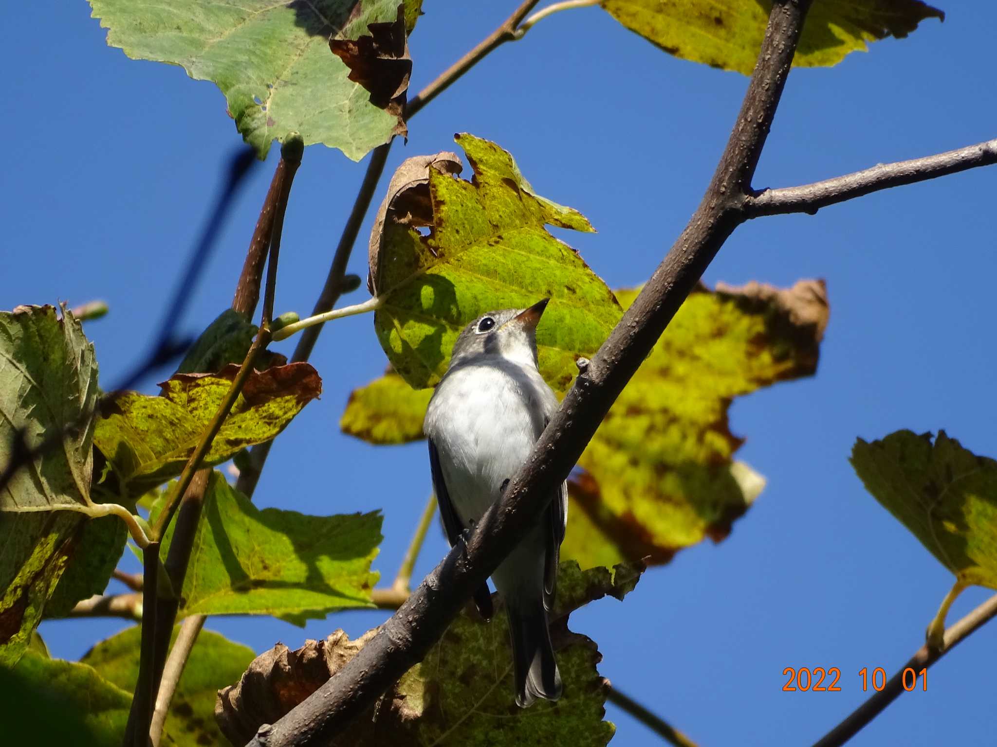 札幌モエレ沼公園 コサメビタキの写真