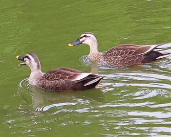 Eastern Spot-billed Duck 大仙公園 Mon, 5/2/2022