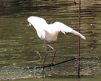 2022年5月5日(木) 大仙陵古墳の野鳥観察記録