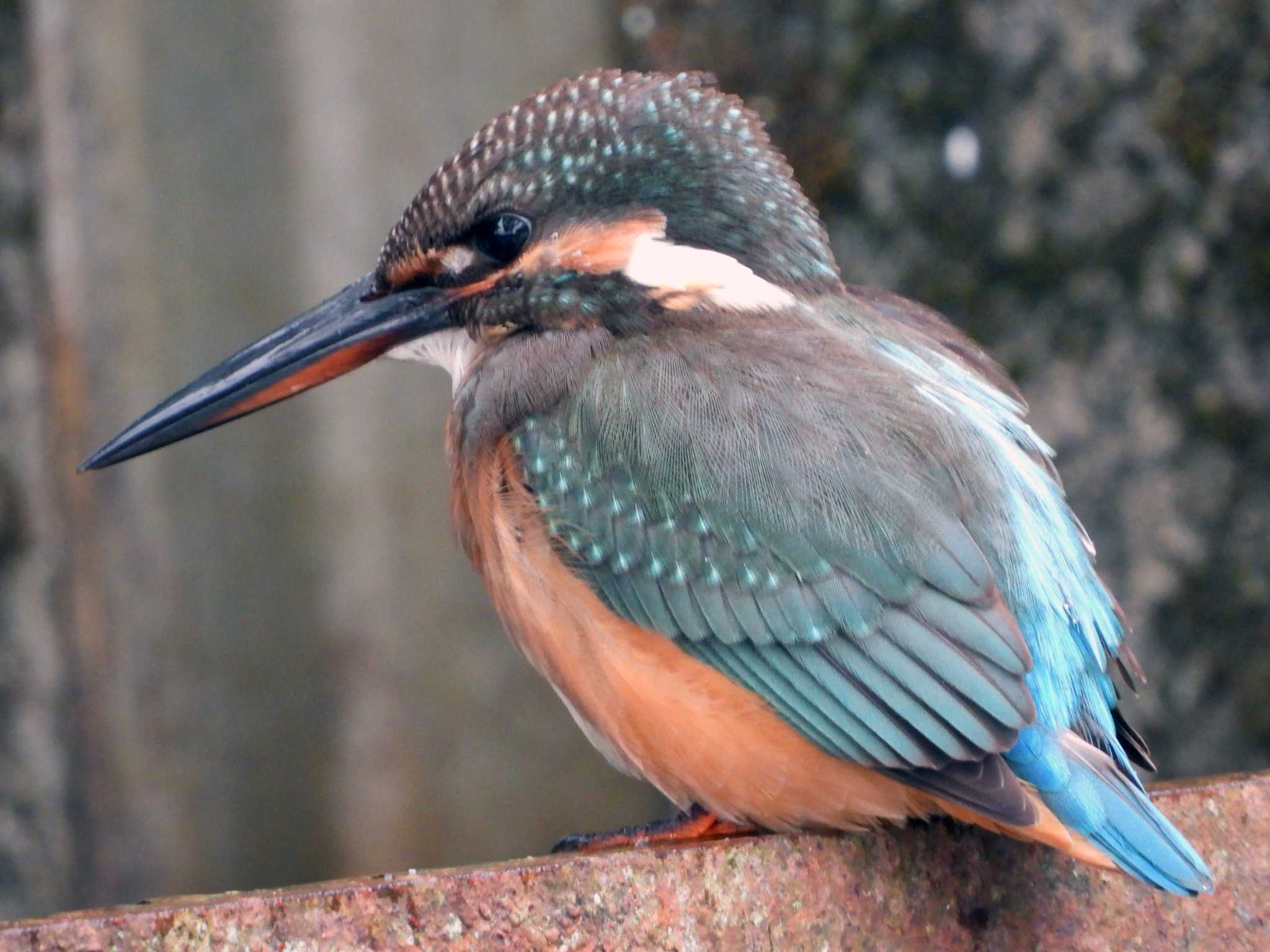 青葉山公園 カワセミの写真