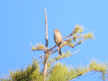 Bull-headed Shrike Mizumoto Park Sun, 10/2/2022