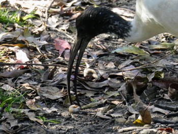 オーストラリアクロトキ Lane Cove National Park, NSW, Australia 2022年10月2日(日)