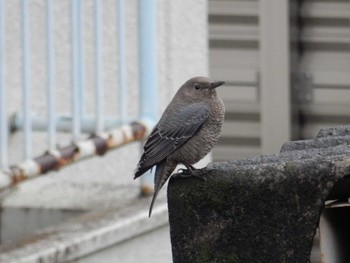 2022年10月6日(木) 武蔵野市の野鳥観察記録