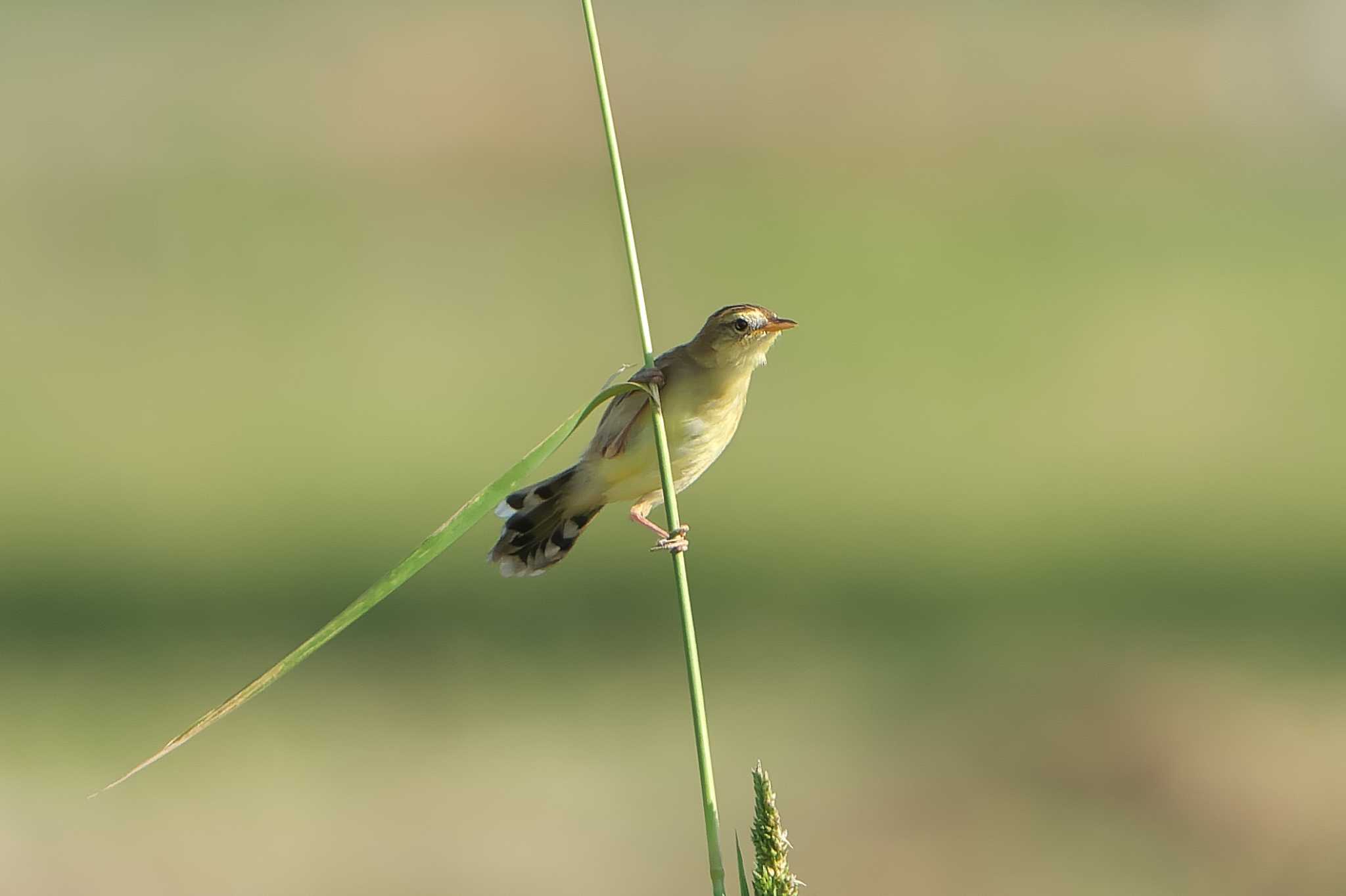 Zitting Cisticola