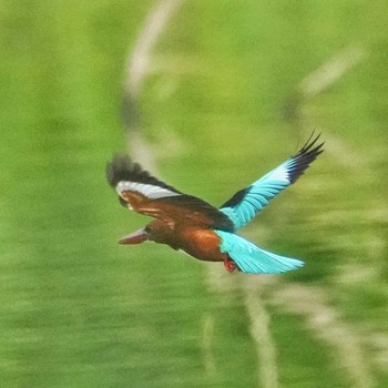 White-throated Kingfisher Khao Mai Keao Reservation Park Thu, 10/6/2022