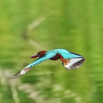 White-throated Kingfisher Khao Mai Keao Reservation Park Thu, 10/6/2022