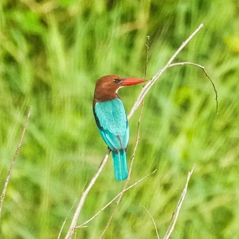 White-throated Kingfisher Khao Mai Keao Reservation Park Thu, 10/6/2022