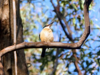 Sacred Kingfisher Lane Cove National Park, NSW, Australua Sun, 10/2/2022