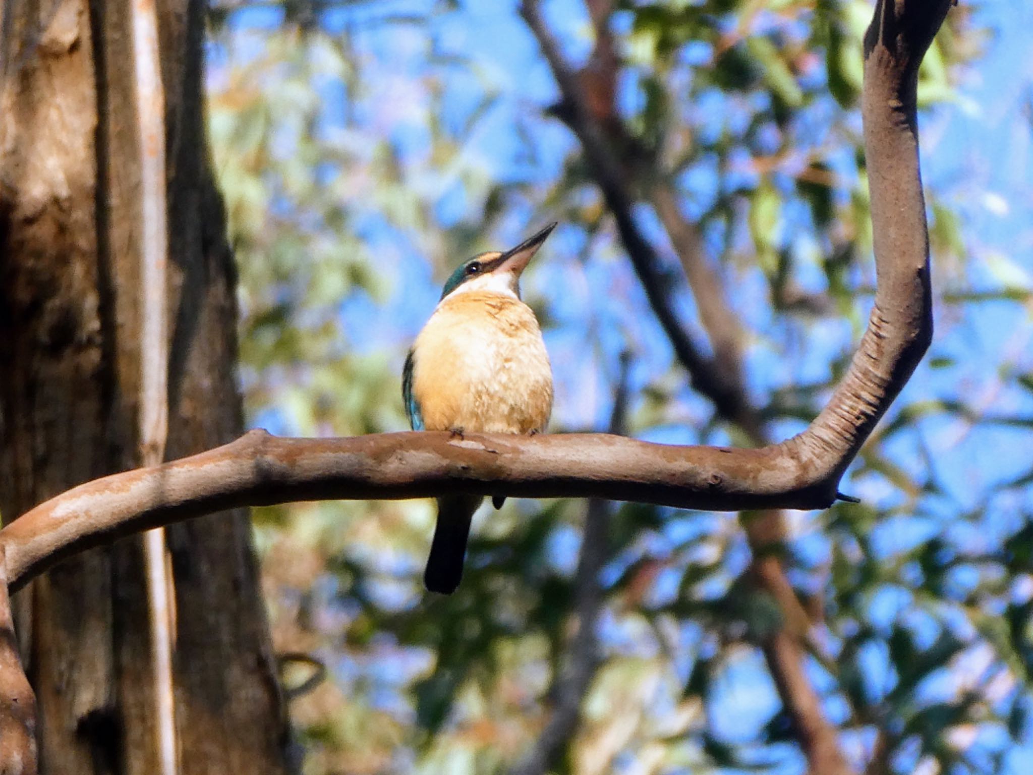 Lane Cove National Park, NSW, Australua ヒジリショウビンの写真